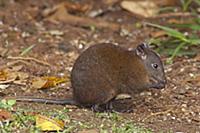 Musky Rat Kangaroo (Hypsiprymnodon moschatus) feed