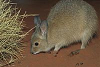 Rufous Hare-wallaby (Lagorchestes hirsutus) on red