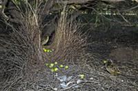 Western Bowerbird (Chlamydera guttata) male displa