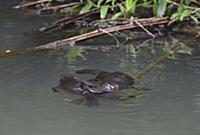 Platypus (Ornithorhynchus anatinus) male grasping 