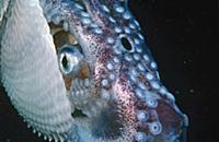Paper Nautilus (Argonauta nodosa) mouth, siphon an