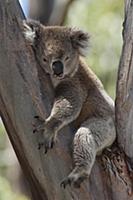 Koala (Phascolarctos cinereus) sleeping, Wye River