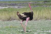 Ostrich (Struthio camelus) male, Amboseli National