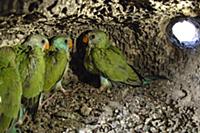 Golden-shouldered Parrot (Psephotus chrysopterygiu