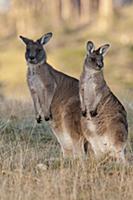 Eastern Grey Kangaroo (Macropus giganteus) female 