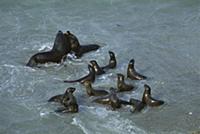 South American Sea Lion (Otaria flavescens) two ma