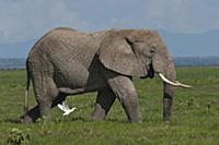 African Elephant (Loxodonta africana), Amboseli Na