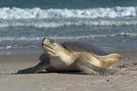 Flatback Turtle (Natator depressa) female coming a