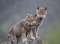 Gray Wolf (Canis lupus) pups in light snowfall, No