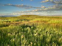 Grasslands, Arapaho National Wildlife Refuge, Colo