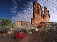 Paintbrush (Castilleja sp) and the Organ Rock, Arc