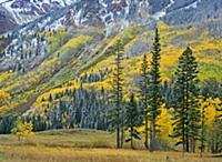 Aspen (Populus tremuloides) grove in fall colors, 