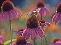 American Painted Lady (Cynthia virginiensis) butte