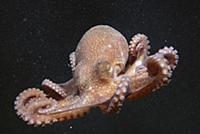 California Bigeye Octopus (Octopus californicus) d