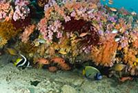 Common Squirrelfish (Holocentrus adscensionis) Pen