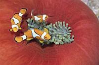 Blackfinned Clownfish (Amphiprion percula) trio ga