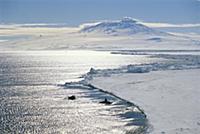 Orca (Orcinus orca) pair along ice edge, Mt Erebus