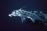 Elephant Fish (Callorhynchus milii) trunk-like sno