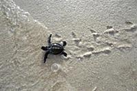 Green Sea Turtle (Chelonia mydas) hatchling, makin