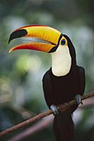 Toco Toucan (Ramphastos toco) bill is actually lig