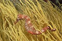 Pacific Seahorse (Hippocampus ingens) a master of 