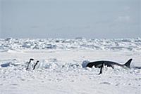 Orca (Orcinus orca) surfacing near Adelie Penguin 