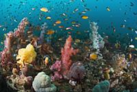 Coral ecosystem with soft coral and reef fish, Raj