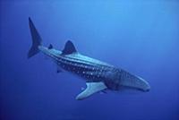 Whale Shark (Rhincodon typus) largest fish in the 