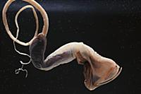 Lavenberg's Gulper-eel (Saccopharynx lavenbergi) d