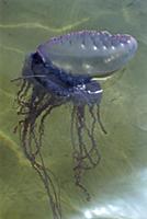 Portuguese Man of War (Physalia physalis) a siphon