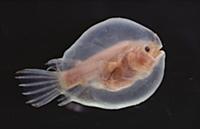Devil Angler (Linophryne sp) deep sea species larv