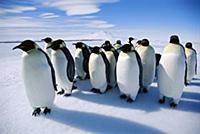 Emperor Penguins (Aptenodytes forsteri) on ice edg