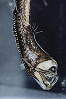 Viperfish (Chauliodus sloani) light organs in mout