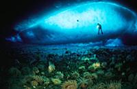 Sea Anemone (Isotealia antarctica) group on volcan