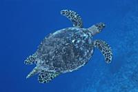 Green Sea Turtle (Chelonia mydas) swimming through