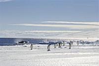 Emperor Penguins (Aptenodytes forsteri) on ice edg