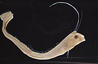 Oarfish (Regalecus glesne) reach eight meters in l