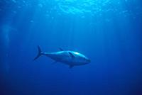 Bluefin Tuna (Thunnus thynnus) underwater, Sardini