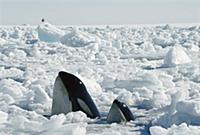 Orca (Orcinus orca) mother and calf spyhopping in 