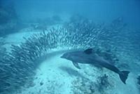 Bottlenose Dolphin (Tursiops truncatus) chases a s
