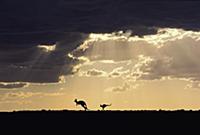 Red Kangaroo (Macropus rufus) pair with clearing s