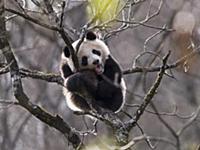Giant Panda (Ailuropoda melanoleuca) cub resting i