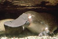 Platypus (Ornithorhynchus anatinus) underwater por