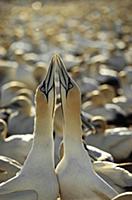 Cape Gannet (Morus capensis) pair courting, South 
