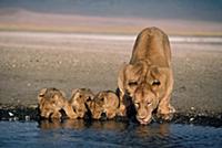 African Lion (Panthera leo) female and cubs drinki