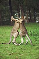 Eastern Grey Kangaroo (Macropus giganteus) males f