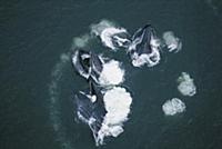 Humpback Whale (Megaptera novaeangliae) group bubb