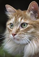 Domestic Cat (Felis catus) long-haired orange Tabb