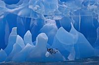 Chinstrap Penguins (Pygoscelis antarctica) group r