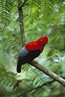 Andean Cock-of-the-rock (Rupicola peruviana) male 